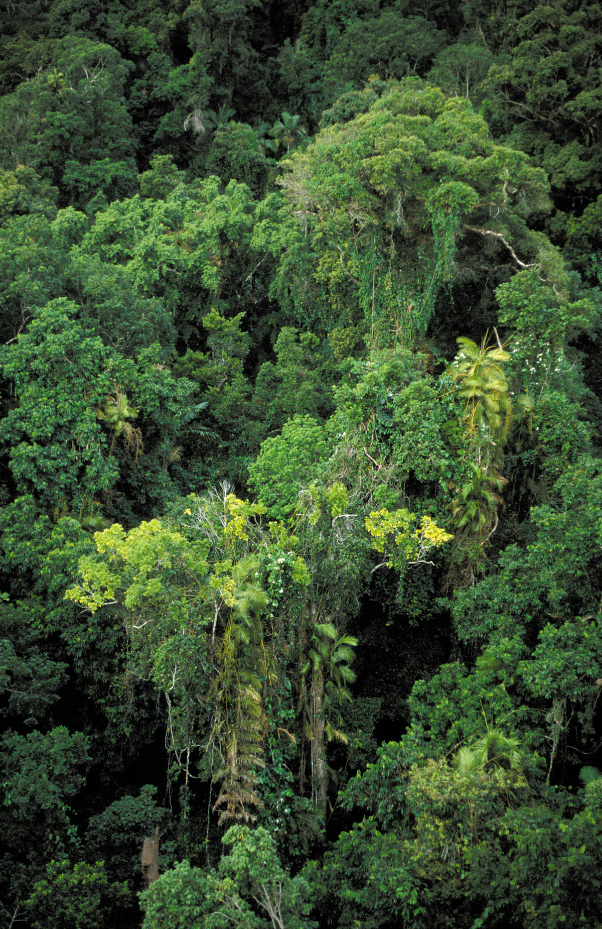 Planta de Astilla Dorada